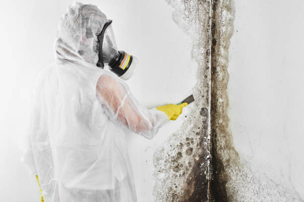 Best Toxic Mold Removal  in Bristol, WI