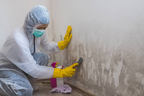 Best Certified Mold Removal  in Bristol, WI