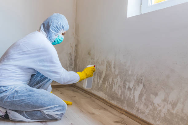 Best Mold Removal Process  in Bristol, WI