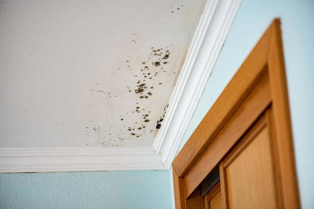 Best Mold Testing  in Bristol, WI