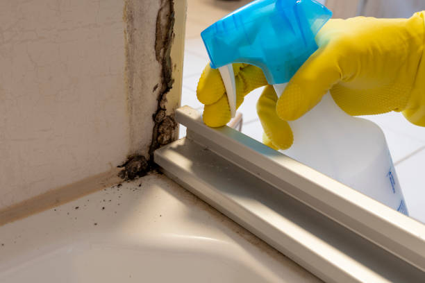 Best Mold Damage Repair  in Bristol, WI