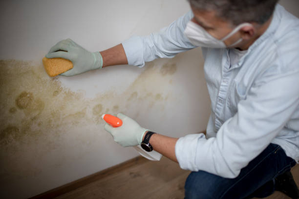 Trusted Bristol, WI Mold Removal Experts