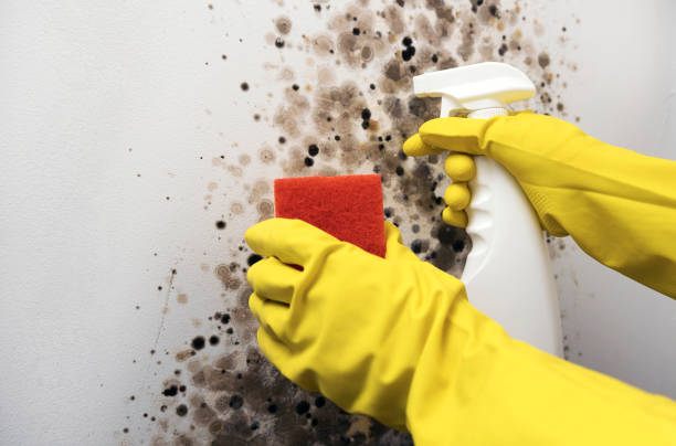 Best Commercial Mold Removal  in Bristol, WI