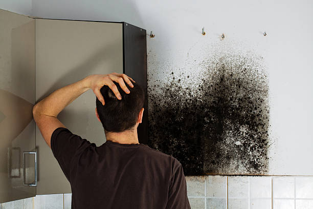 Best Professional Mold Removal  in Bristol, WI